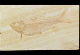 Detailed, Knightia Fossil Fish - Wyoming #42404-1